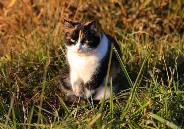 Cat Sits Grass Furry Pets — Stock Photo, Image