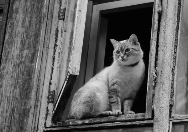 Animais Estimação Peludos Gato Senta Painel Janela — Fotografia de Stock