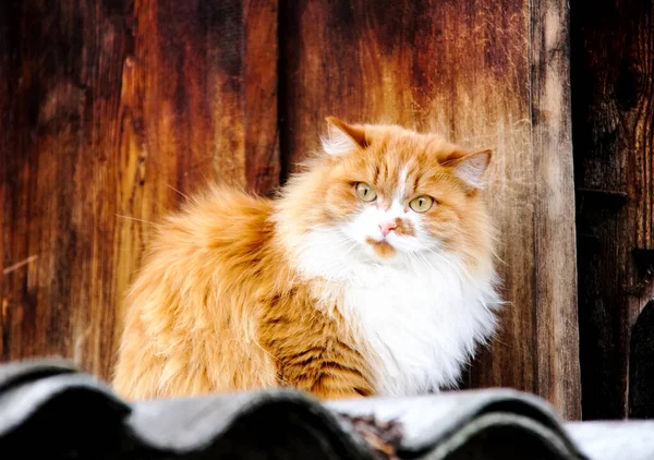 Сідає Червоний Кіт Пухнасті Домашні Тварини — стокове фото