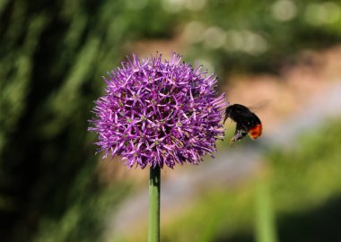 Çiçekteki yaban arısı. Bitki Tozlaşması.