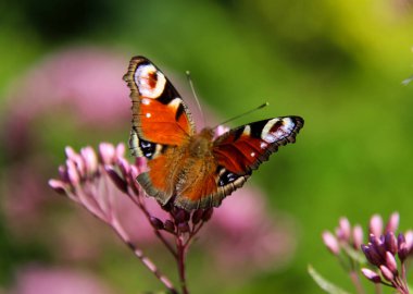 Bir çiçeğin üzerindeki kelebek. Teraryumdaki böcekler..