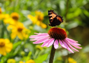 Bir çiçeğin üzerindeki kelebek. Teraryumdaki böcekler..