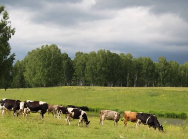 Sıradan bir inek evi. Sığır otlağı. Çatal tırnaklı geviş getirenler.
