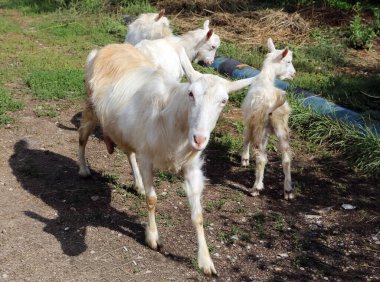 Keçi ortak. Çatal tırnaklı geviş getirenler. Çatal tırnaklı geviş getirenler.