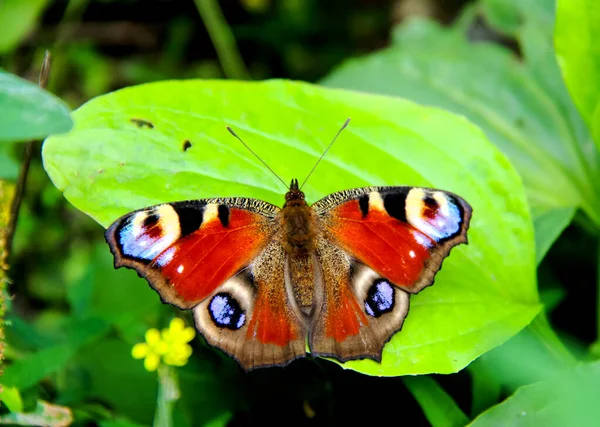 Бабочка Цветке Насекомые Террариуме — стоковое фото