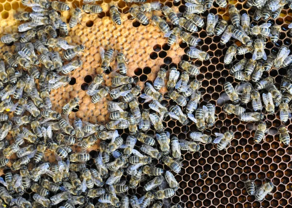 Méhek Mézsejteken Kaptárban — Stock Fotó