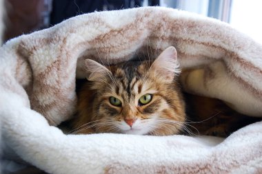 Kediler, sevimli tüylü bir evcil hayvan.