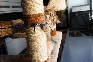 Kediler, sevimli tüylü bir evcil hayvan.