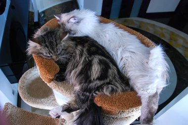 Kediler, sevimli tüylü bir evcil hayvan.