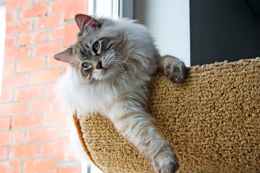 Kediler, sevimli tüylü bir evcil hayvan.