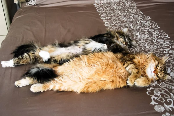 Katzen Die Lieblichen Und Flauschigen Haustiere — Stockfoto