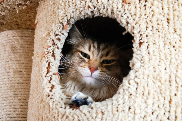 Kediler, sevimli tüylü bir evcil hayvan.