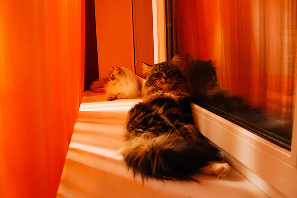 Macskák Bájos Bolyhos Egy Háziállat — Stock Fotó