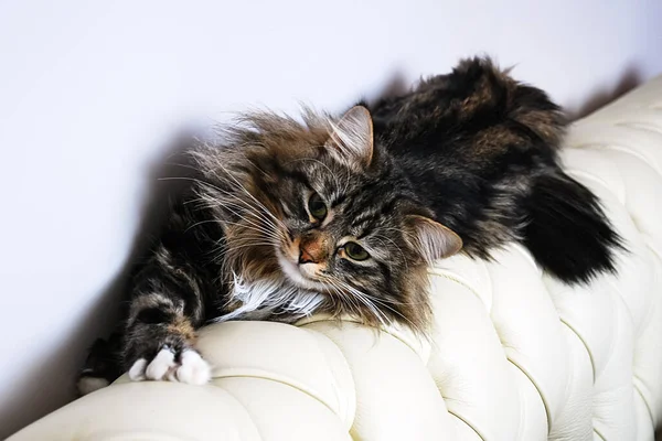 Kočky Krásné Nadýchané Domácí Zvířata — Stock fotografie