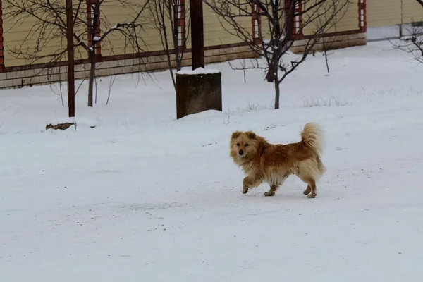 Cão Animal Estimação Todas Pessoas Cão Neve Inverno Rua Cão — Fotografia de Stock