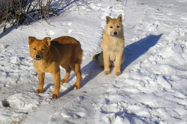 Cão Animal Estimação Todas Pessoas Cão Neve Inverno Rua Cão — Fotografia de Stock