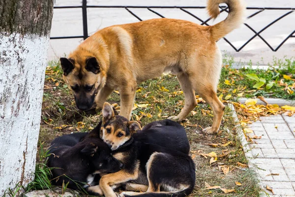 Chien Animal Compagnie Toutes Les Personnes — Photo