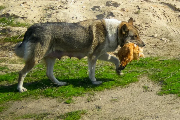 Hund Husdjur Alla Människor — Stockfoto