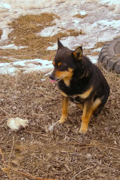 Hund Ausgerechnet Haustier — Stockfoto