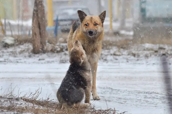 Chien Animal Compagnie Tout Monde Chien Neige Hivernale Promenade Chien — Photo