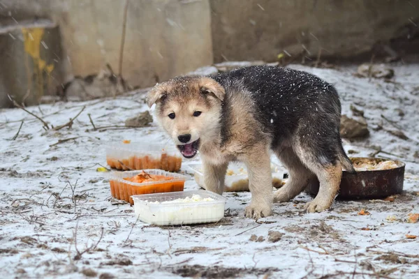 Chien Animal Compagnie Toutes Les Personnes — Photo