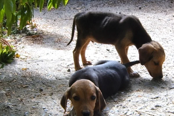 Hund Husdjur Alla Människor — Stockfoto