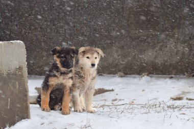 Köpek, tüm insanların evcil hayvanı. Kışın kar yağan köpek. Sokak köpeği yürüyor..