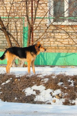 Köpek, tüm insanların evcil hayvanı. Kışın kar yağan köpek. Sokak köpeği yürüyor..