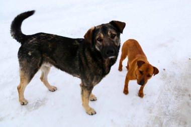 Köpek, tüm insanların evcil hayvanı. Kışın kar yağan köpek. Sokak köpeği yürüyor..