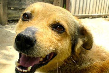 Tüm insanların evcil hayvanları. Sadık bir dost ve iyi bir güvenlik görevlisi..