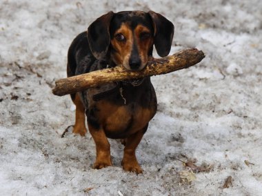 Köpek, tüm insanların evcil hayvanı. Kışın kar yağan köpek. Sokak köpeği yürüyor..