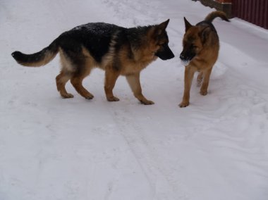 Köpek, tüm insanların evcil hayvanı