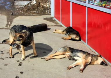 Köpek, herkesin evcil hayvanı..