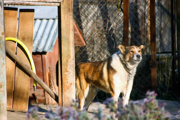 Animaux Compagnie Tout Monde Ami Loyal Bon Gardien Sécurité — Photo