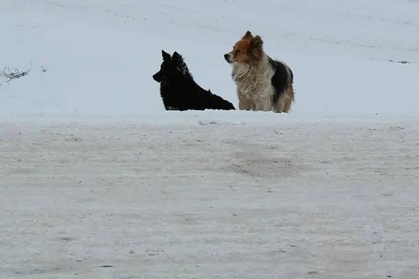 Cão Animal Estimação Todas Pessoas — Fotografia de Stock