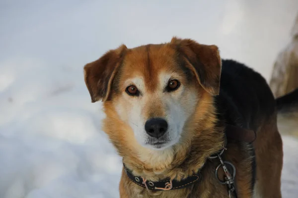 Hund Ausgerechnet Haustier — Stockfoto