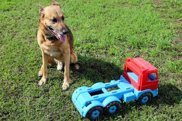 Cão Animal Estimação Todas Pessoas — Fotografia de Stock