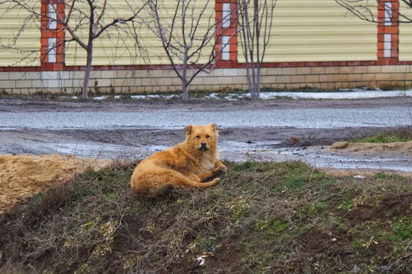 Cão Animal Estimação Todas Pessoas — Fotografia de Stock