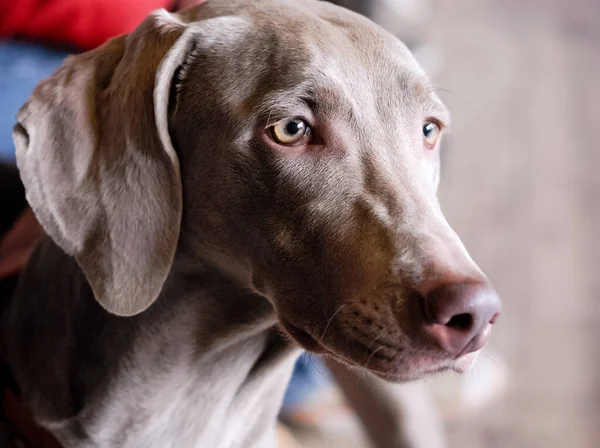 Hund Ausgerechnet Haustier — Stockfoto