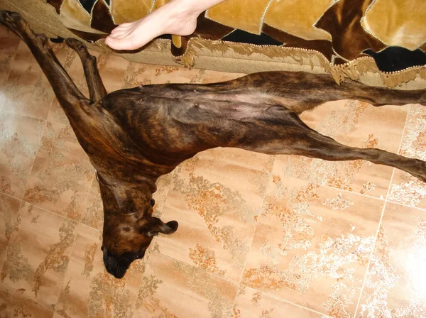 Köpek, tüm insanların evcil hayvanı. Köpek yetiştiricisi boksör. Komik bir hayvan..