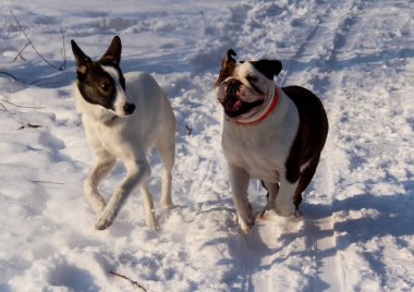 Köpek, tüm insanların evcil hayvanı. Kışın kar yağan köpek. Sokak köpeği yürüyor..