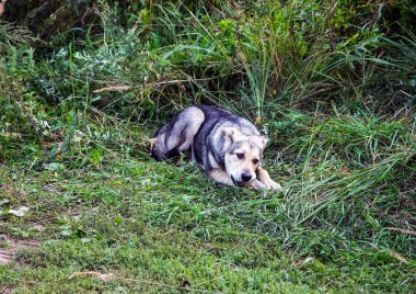 Köpek, herkesin evcil hayvanı..