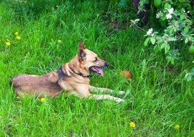 Çoban köpeği cinsi. Eğlenceli ve zeki evcil hayvan.