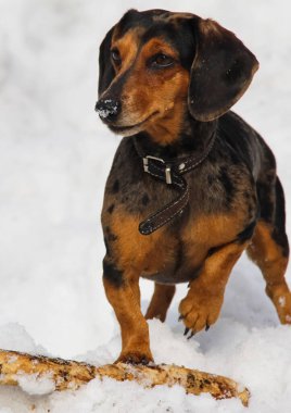 Köpek, herkesin evcil hayvanı..