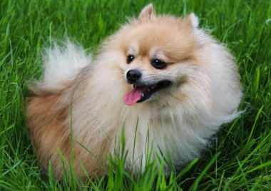 Köpek, herkesin evcil hayvanı..