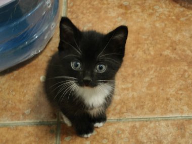 Evcil kedi. Şirin pofuduk kedi, bir erkek tarafından evcilleştirilmiş.