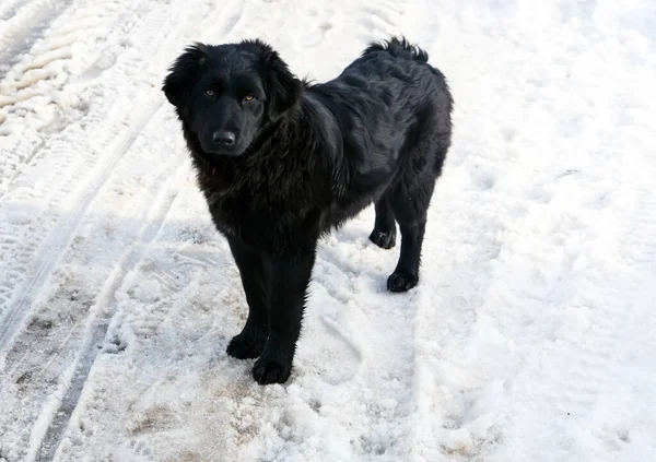 Hund Ausgerechnet Haustier Hund Winterschnee Straßenhundespaziergang — Stockfoto