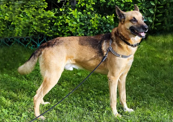 Raça Shepherd Dog Animal Estimação Divertido Inteligente — Fotografia de Stock