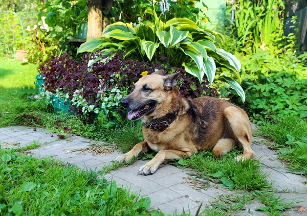 Raça Shepherd Dog Animal Estimação Divertido Inteligente — Fotografia de Stock