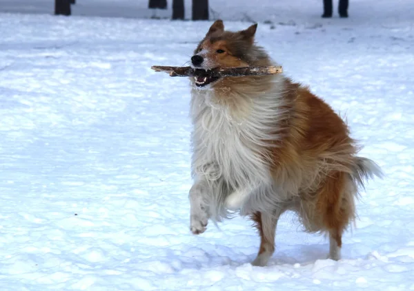 Hund Ausgerechnet Haustier Hund Winterschnee Straßenhundespaziergang — Stockfoto